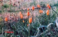 /album/wildflowers/tulipa-goulimyi-zireia-jpg/